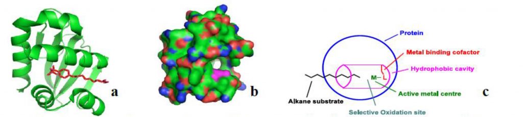 Fig 2 SCP-2L cartoon a) and space filling structure b) shape selective alkane oxidation c)