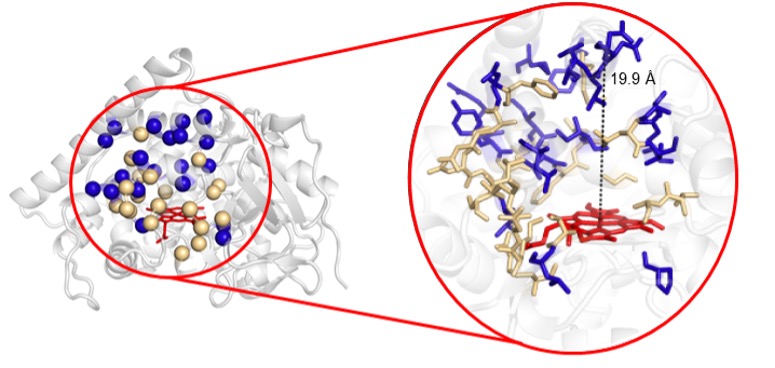 graphic Figure 1 - Introduction of sequence diversity in cytochrome P450 oxidase from Bacillus megaterium (P450 BM3).