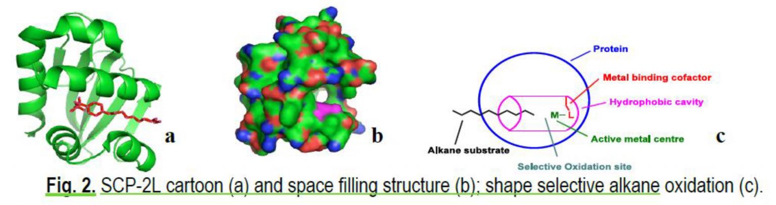 Fig 2 SCP-2L cartoon a) and space filling structure b) shape selective alkane oxidation c)