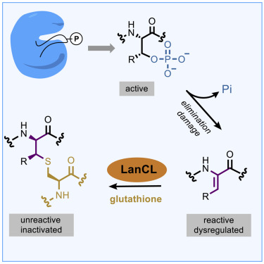 LanCLs add glutathione to dehydroamino acids generated at phosphorylated sites in the proteome